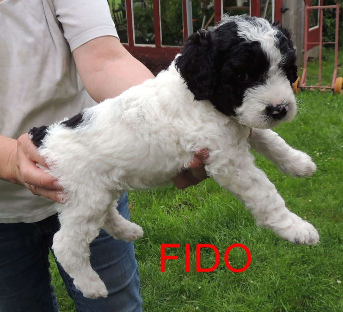 Spanish Water Dog (Perro de Agua Espanol)