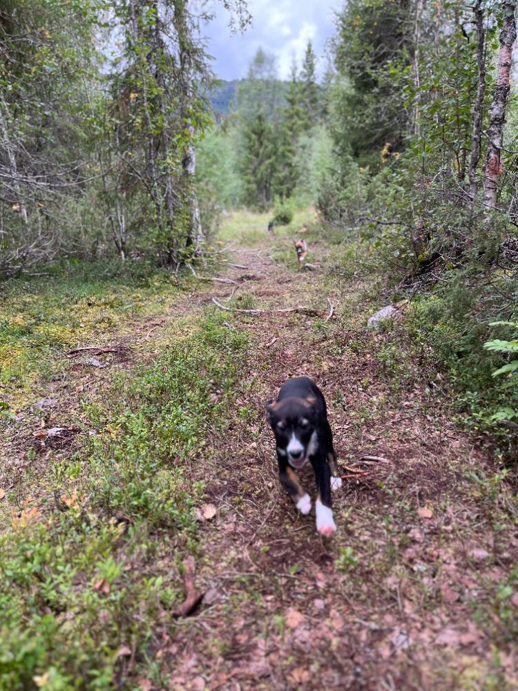 Fjällvinds