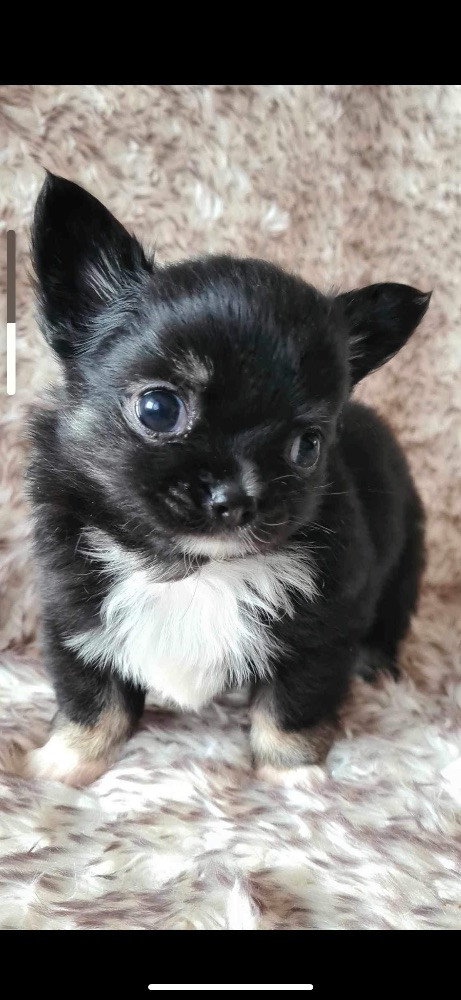Chihuahua