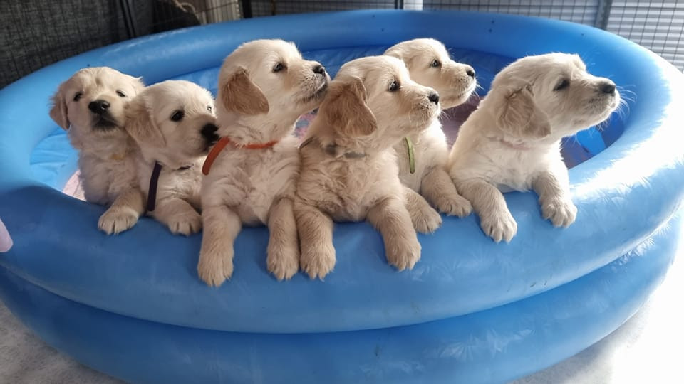 Retriever Village