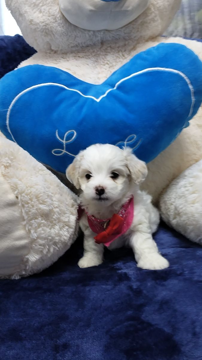 Maltipoo · 2025-11-15 · Göteborg · Ramin H.