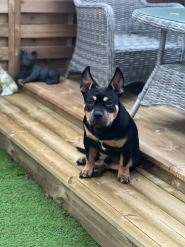 Los Dinegro's kennel