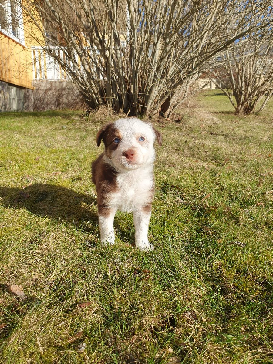 Canis