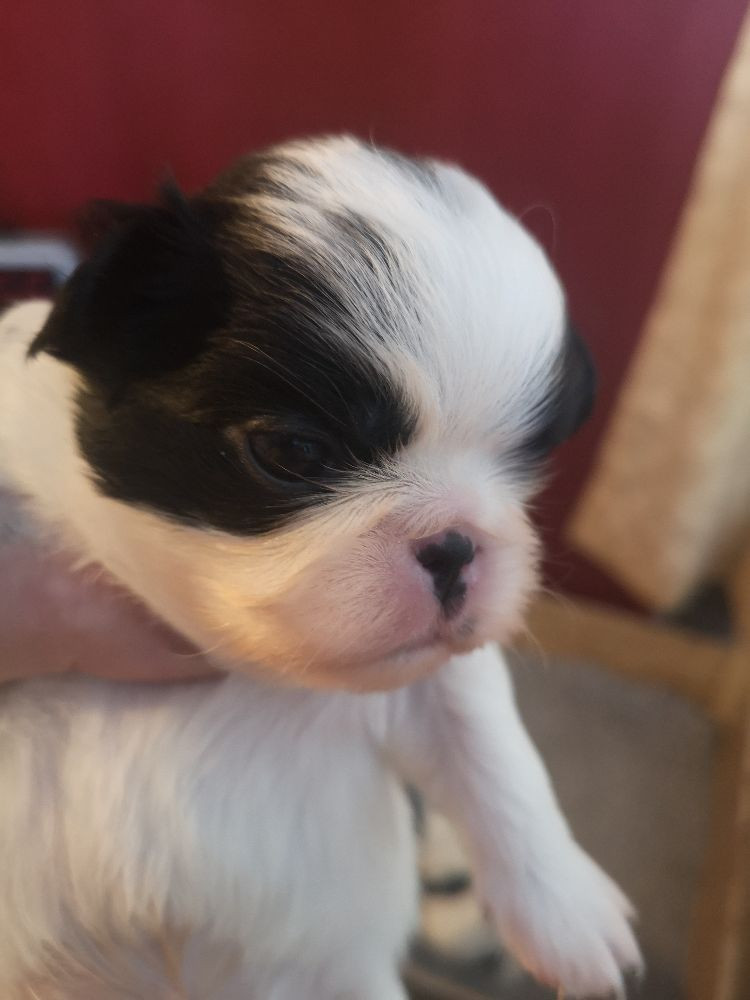 Japanese Chin