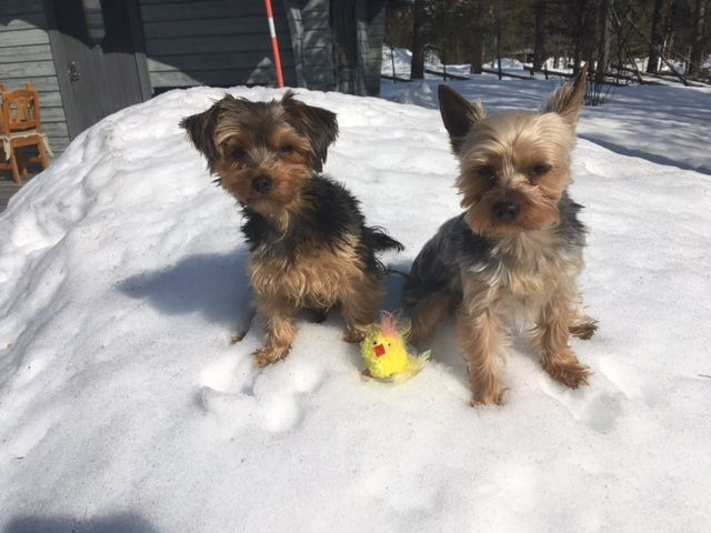 Yorkshire Terrier