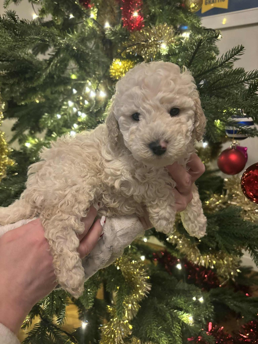 Miniature Poodle · 2025-11-16 · Vällingby · THs Tassar