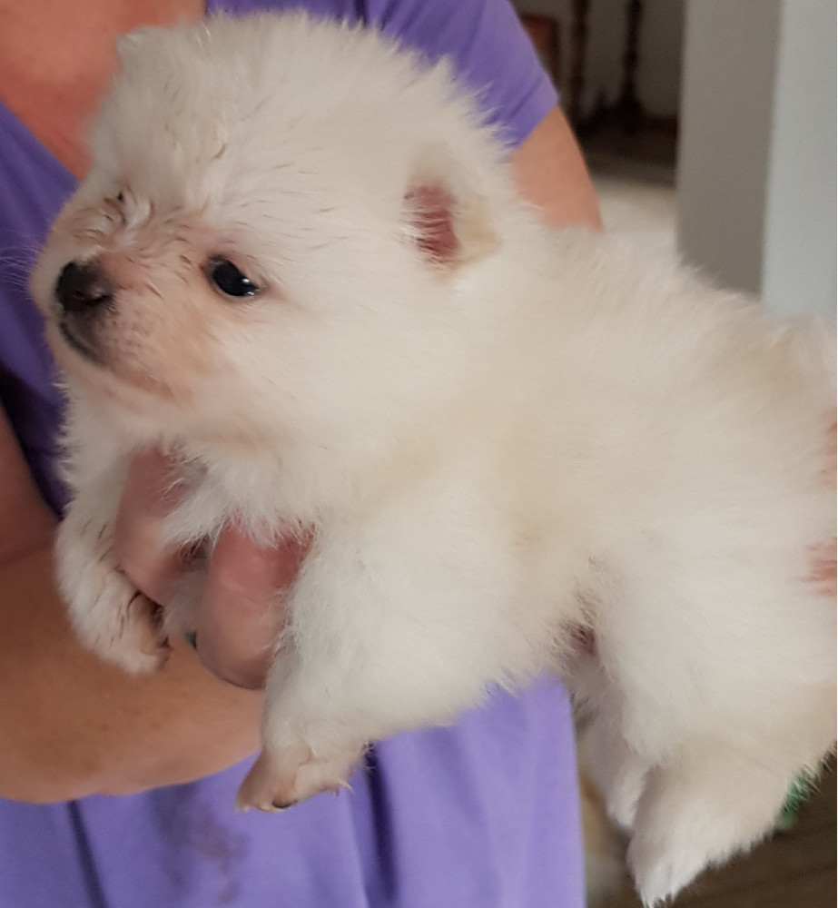 Mussebo kennel