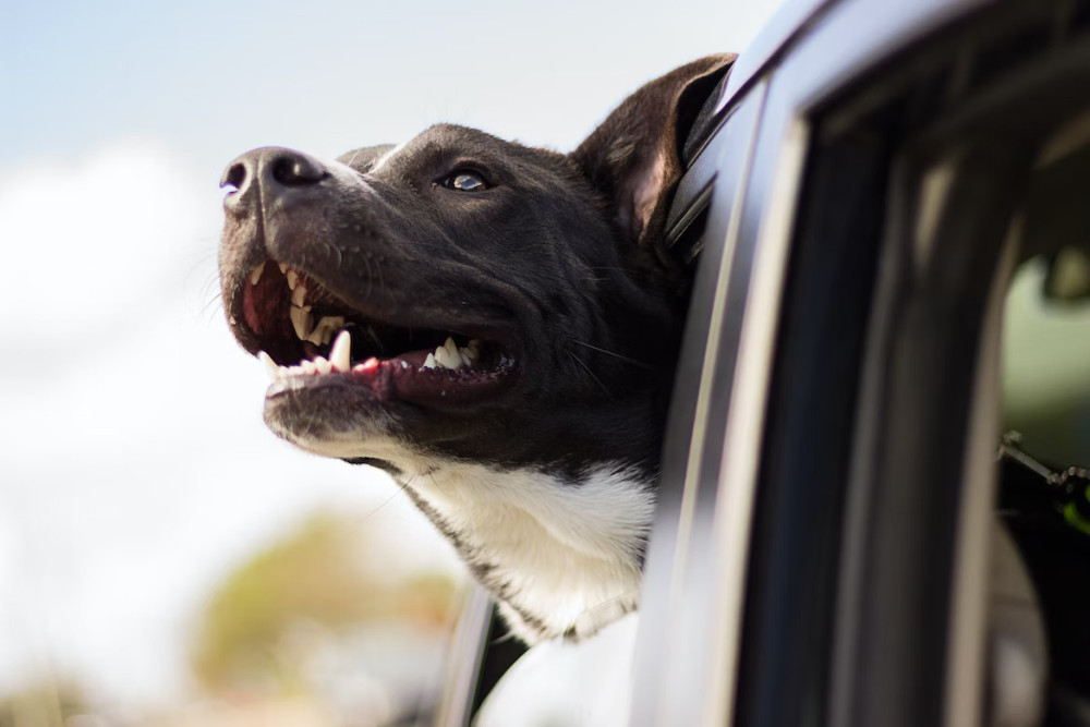 Deadly to Leave Your Dog in the Car in Summer and Winter