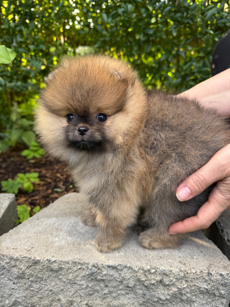 Adorable Plush