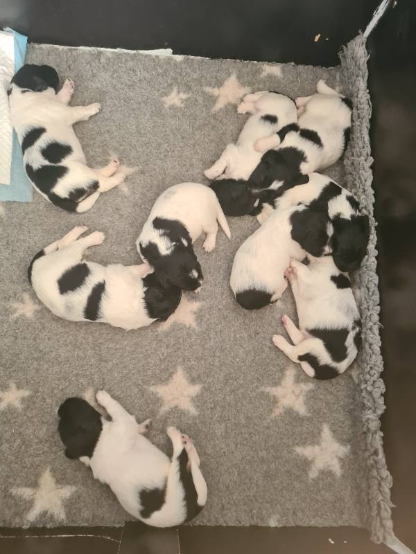 molfangers