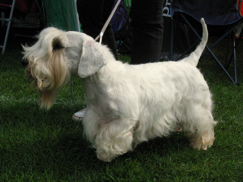 Sealyham Terrier