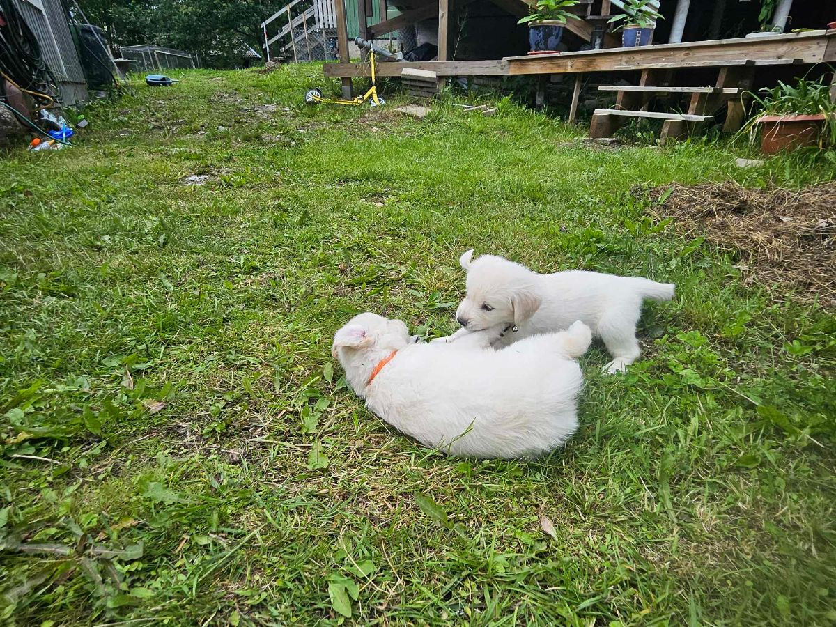 Golden Retriever