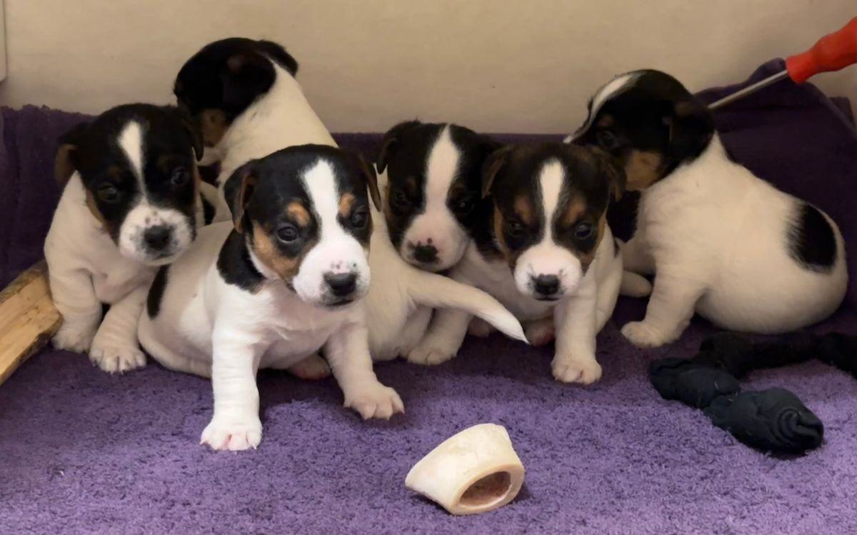 LIMELIGHT Kennels
