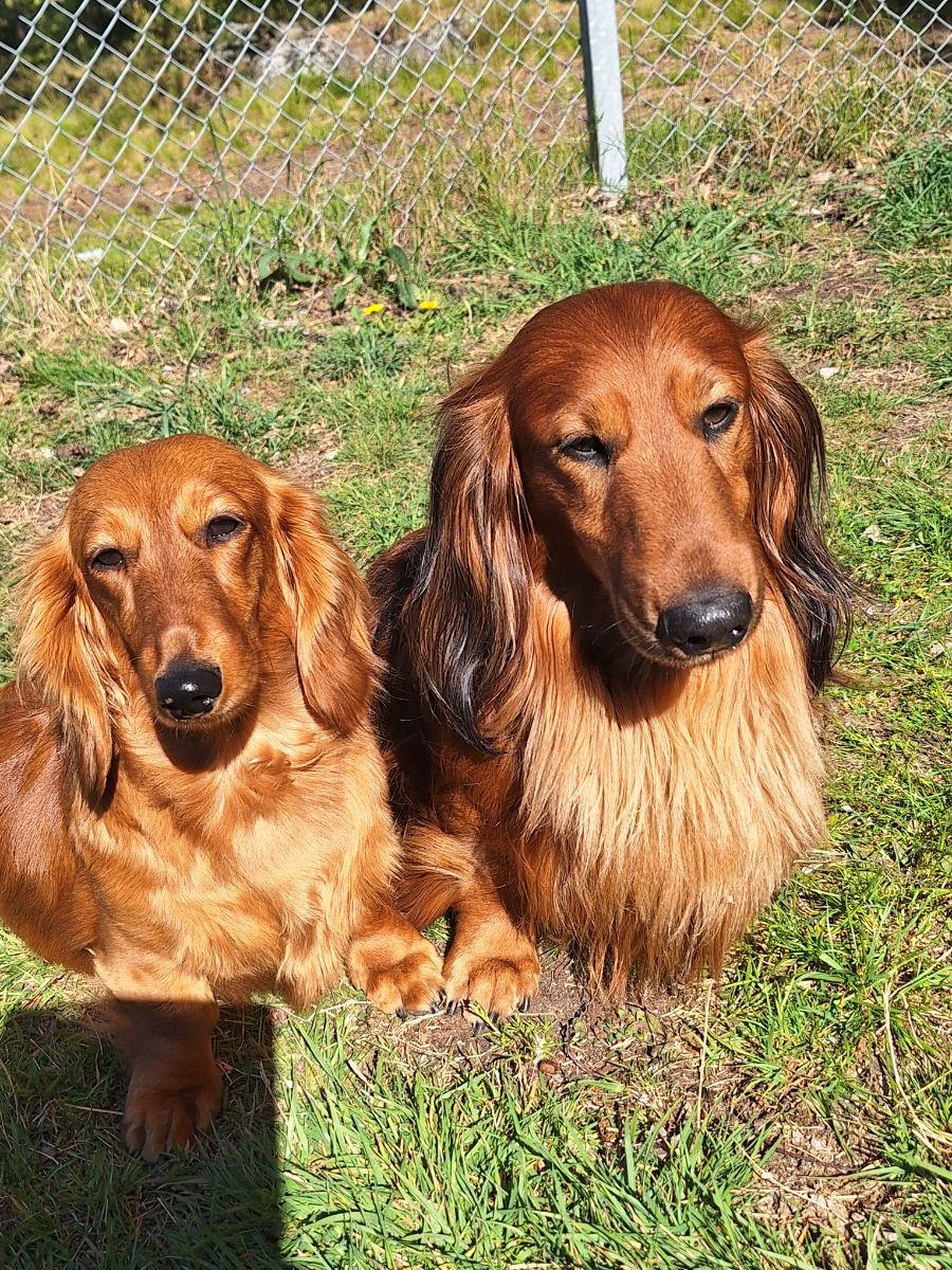 Fyrstjärnans
