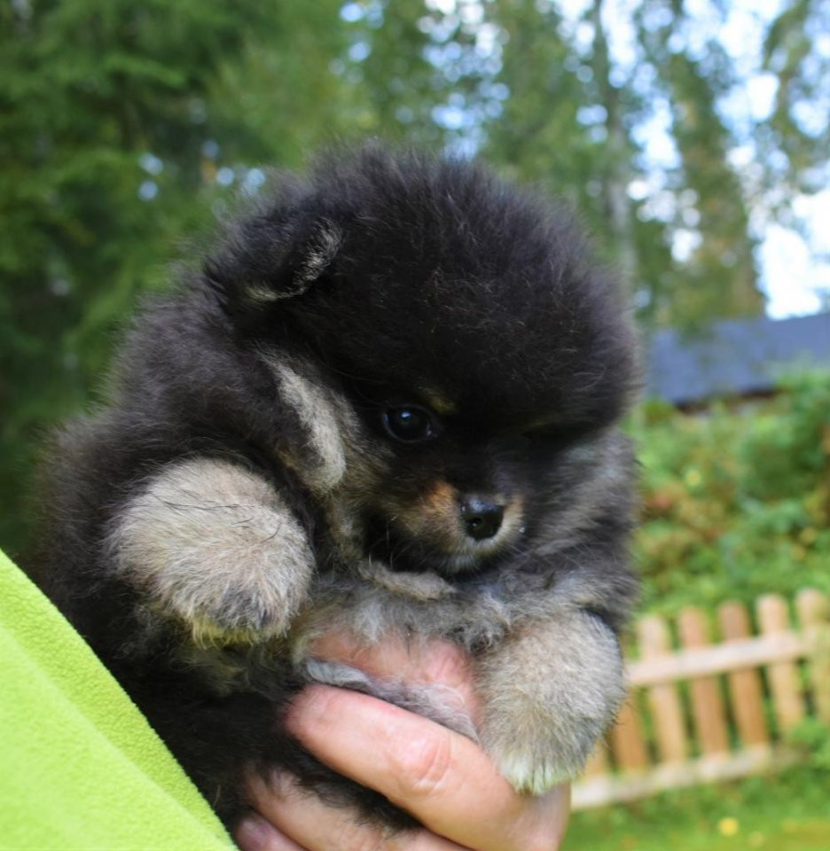 POM Crumbs Kennel