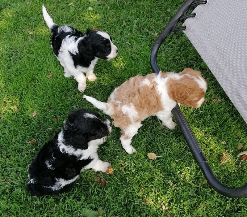 Hjortkvarns Cavapoo