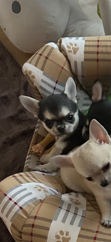 Mini chipette
