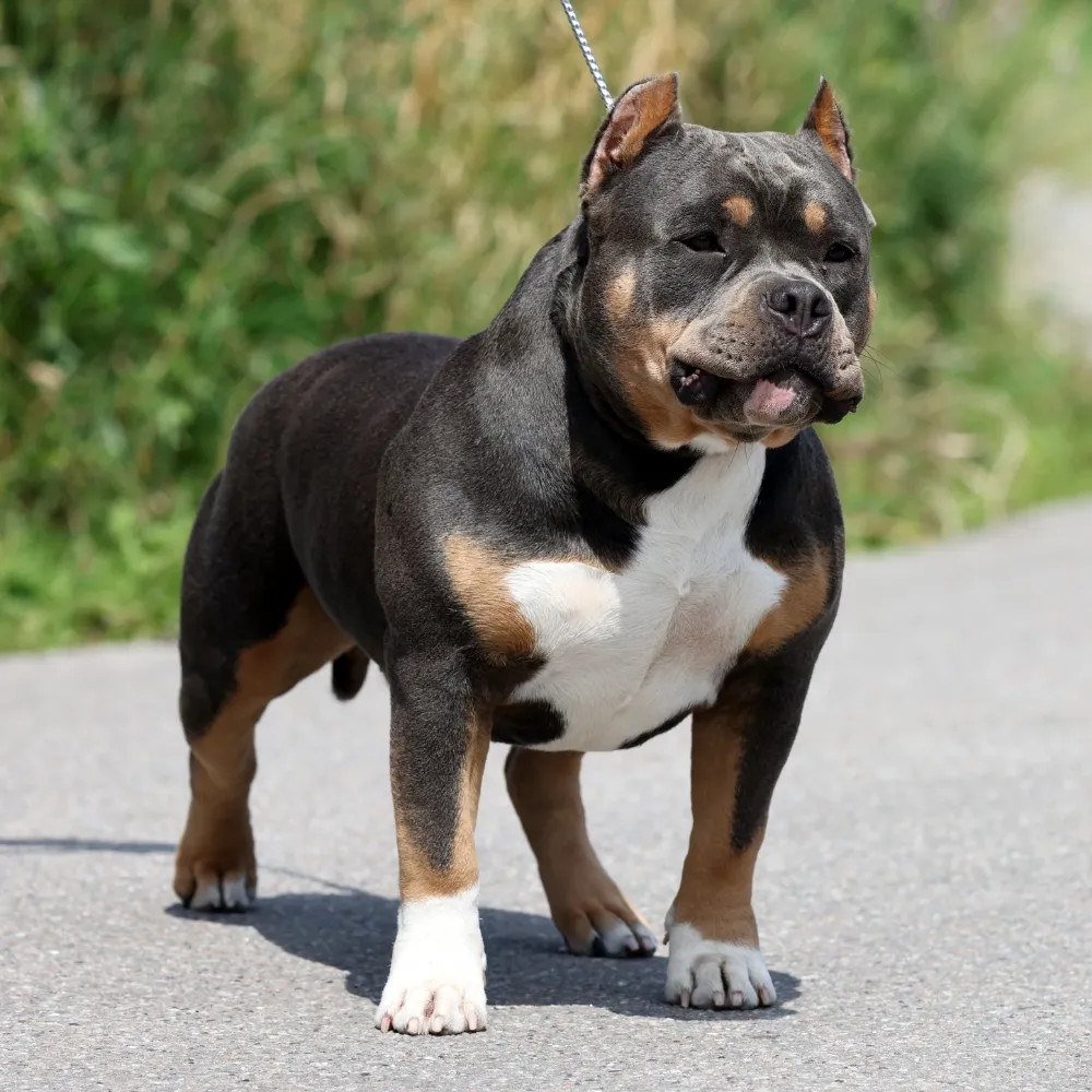 Redhouse Bully