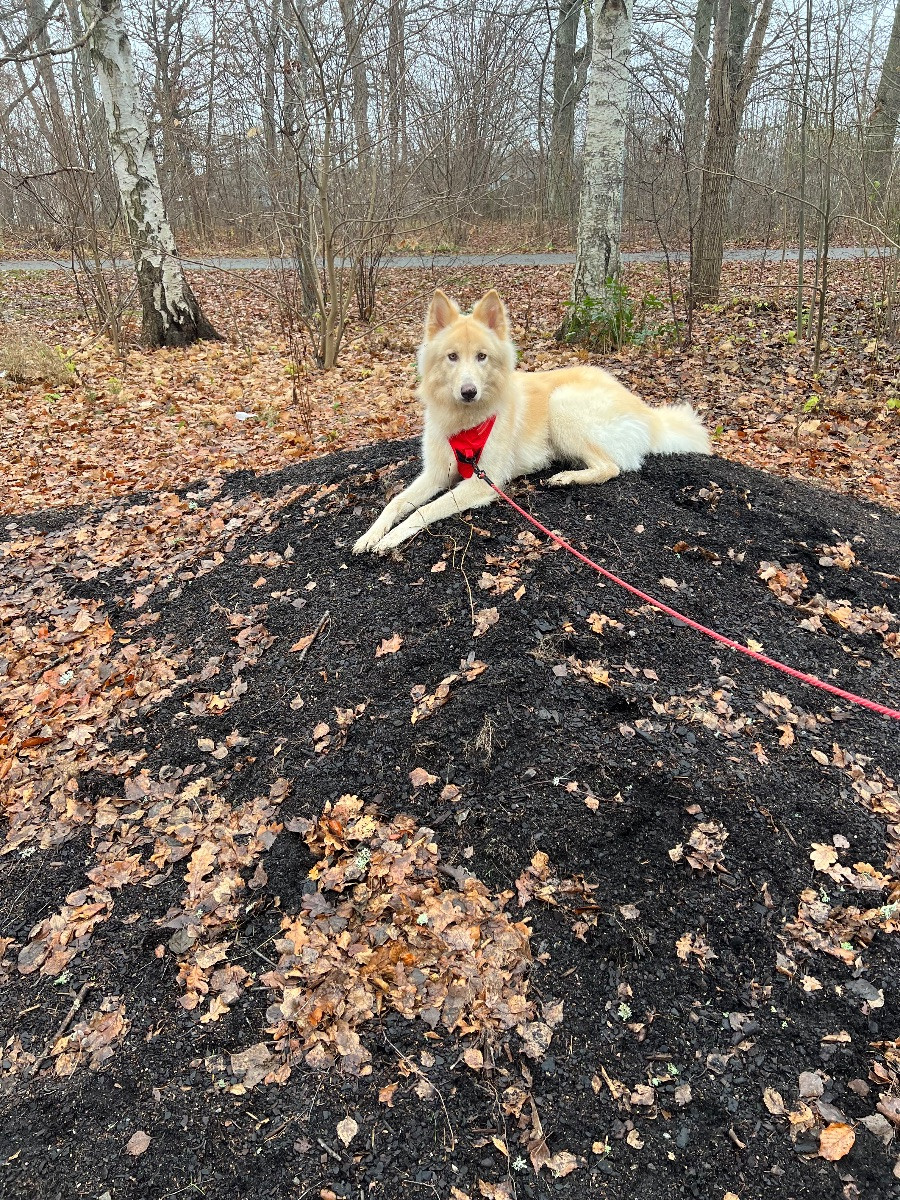 Schäfer och Alaskan Malamute · 2025-01-21 · Linghem · Vanessa R.