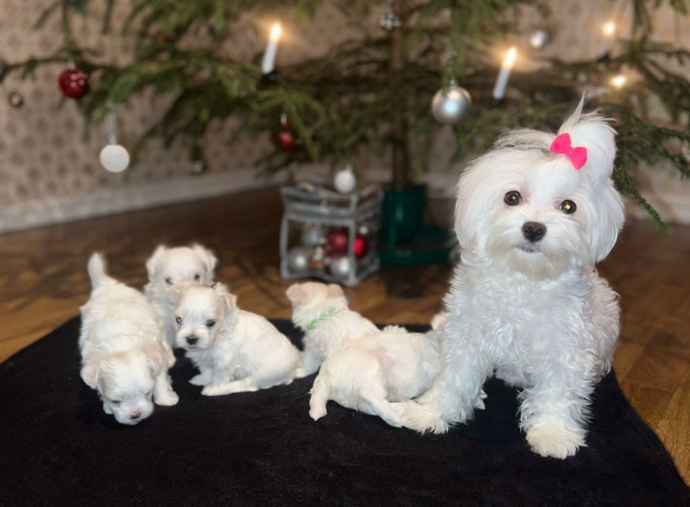 Puppies paradise