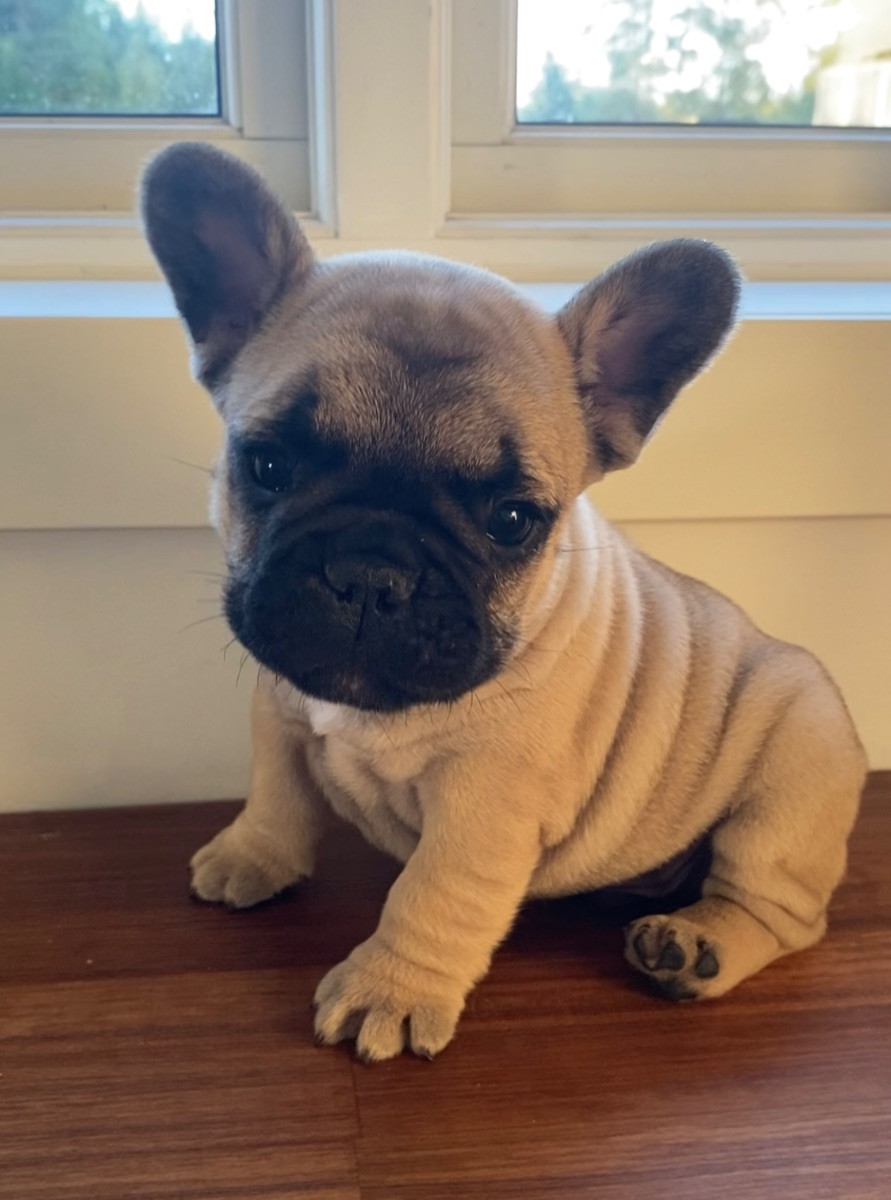 French Bulldog