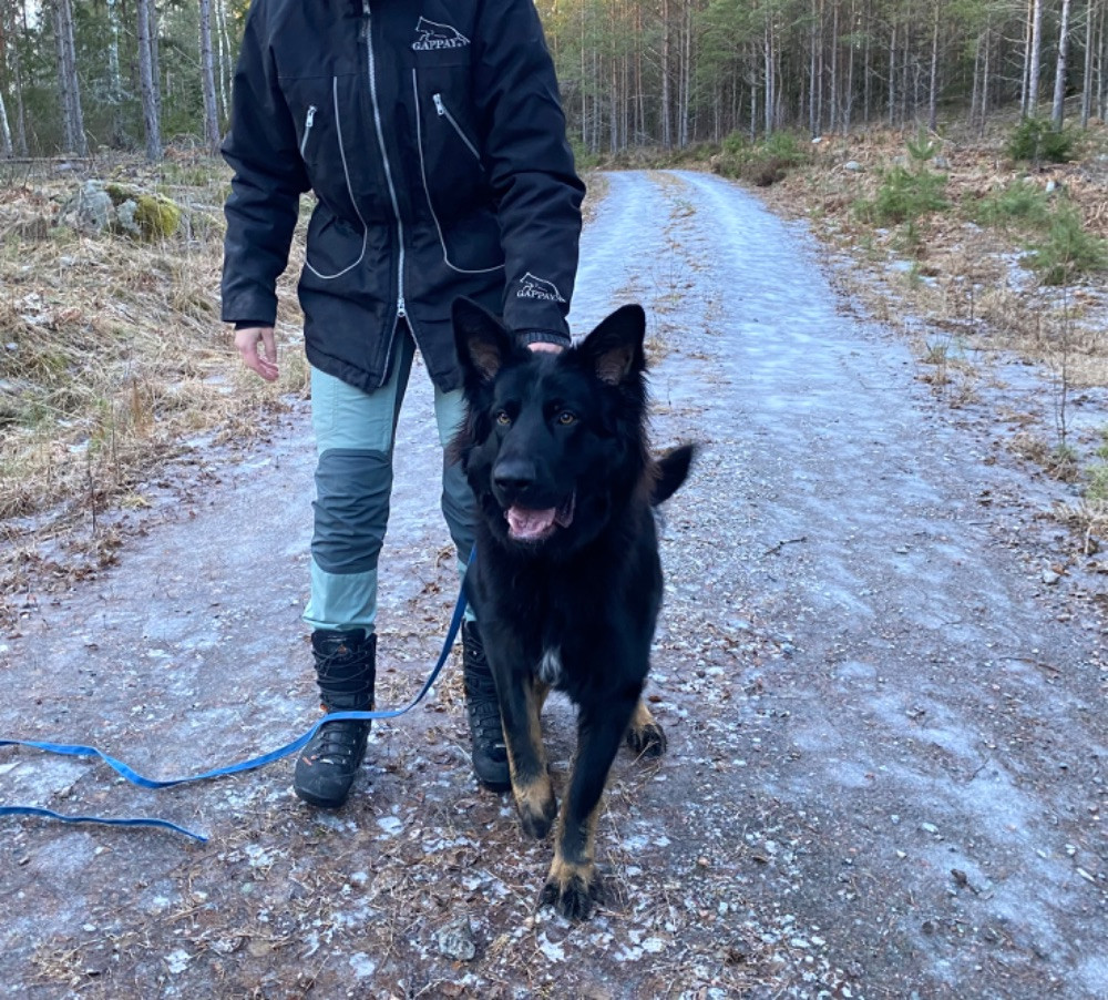 Ljustjärns