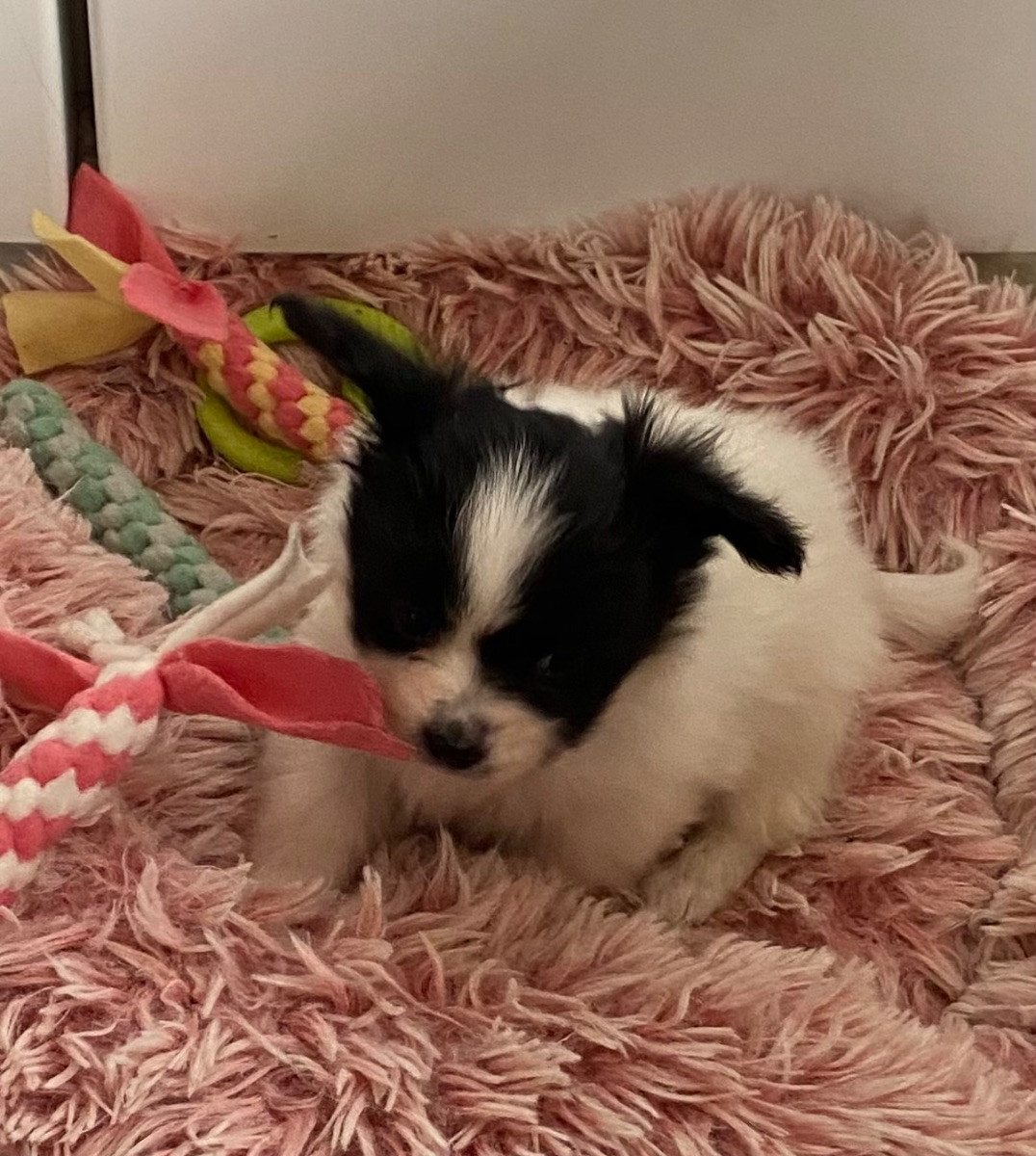 Papillon