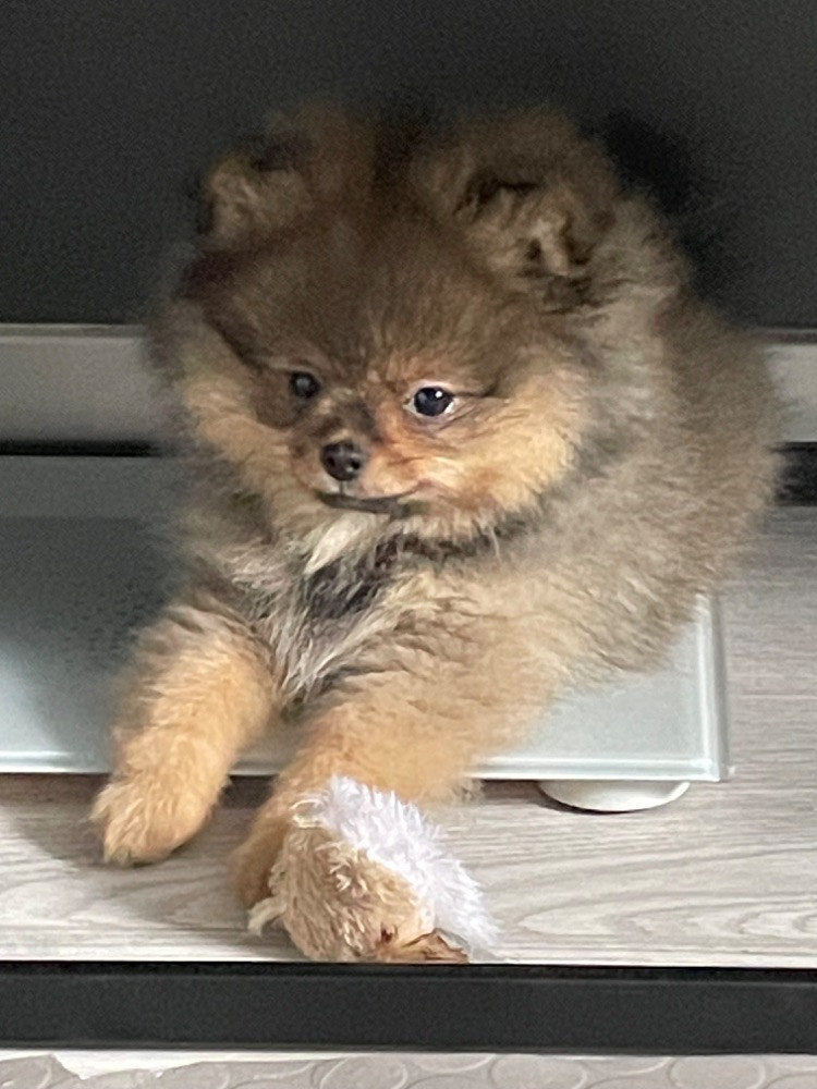 Pomeranian
