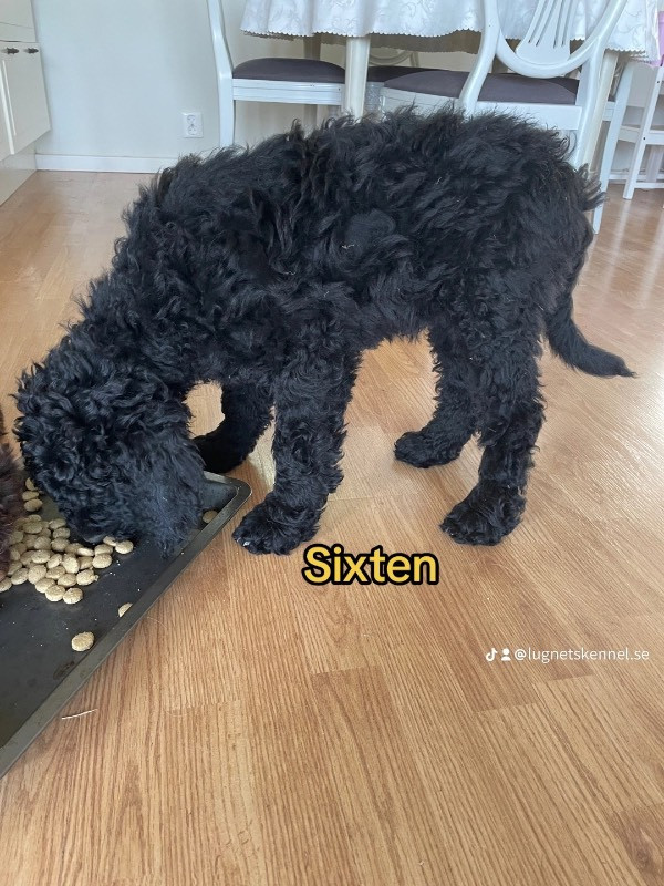 Lugnets kennel