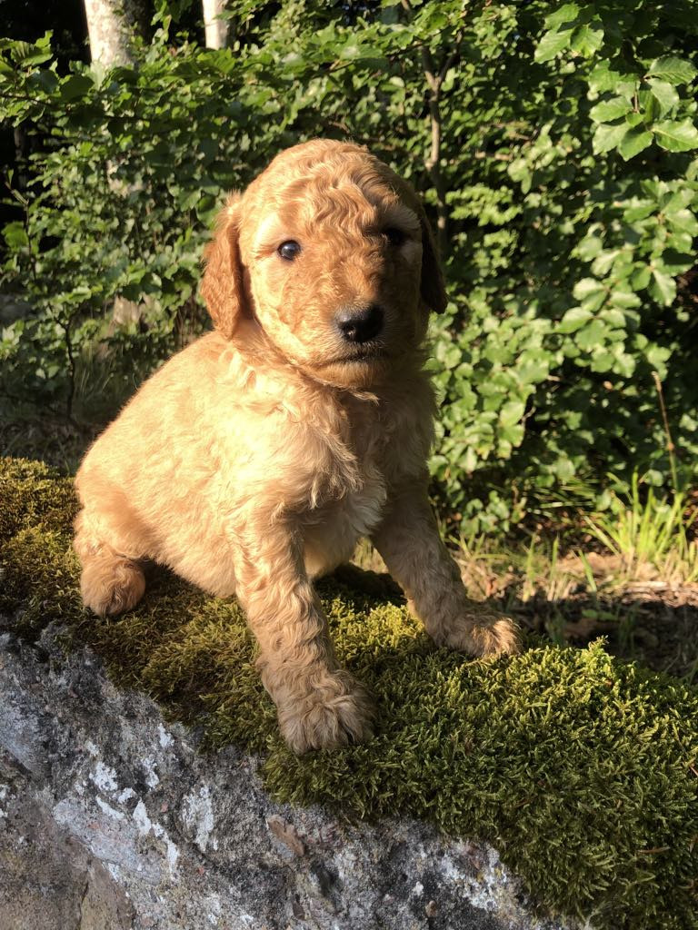Fluffssons