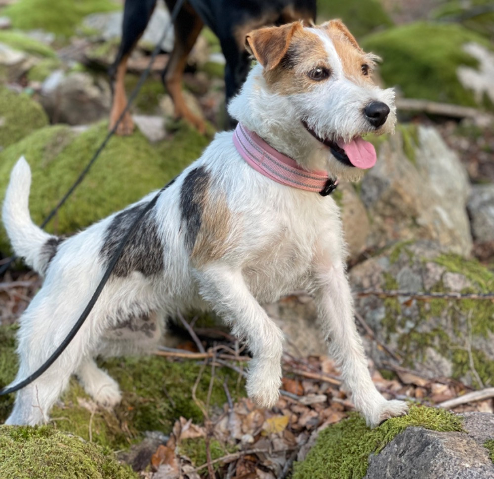 Björkebodagårdens