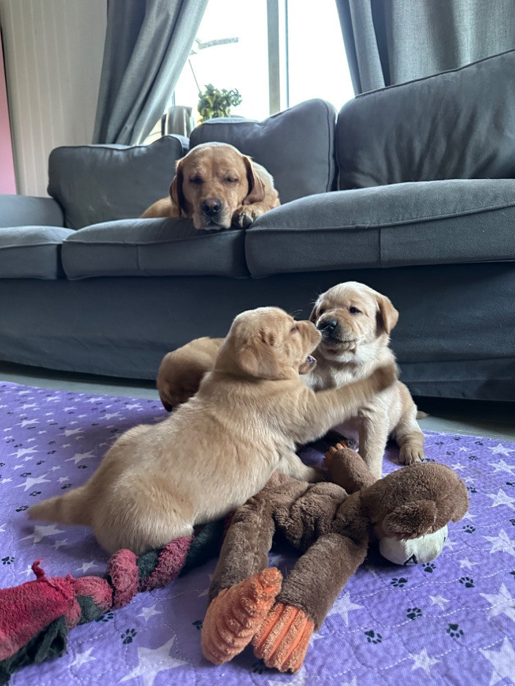 Labrador Retriever