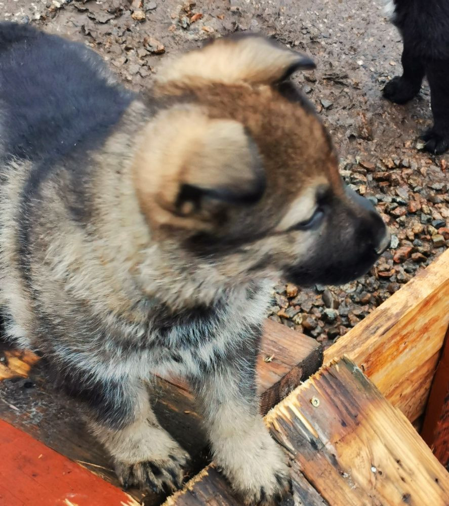 Kennel Snibor Anzi