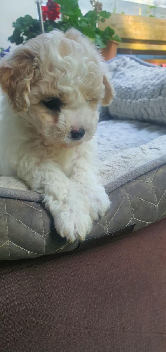 Bichon Frisé/ Yorkshireterrier ( Yochon)