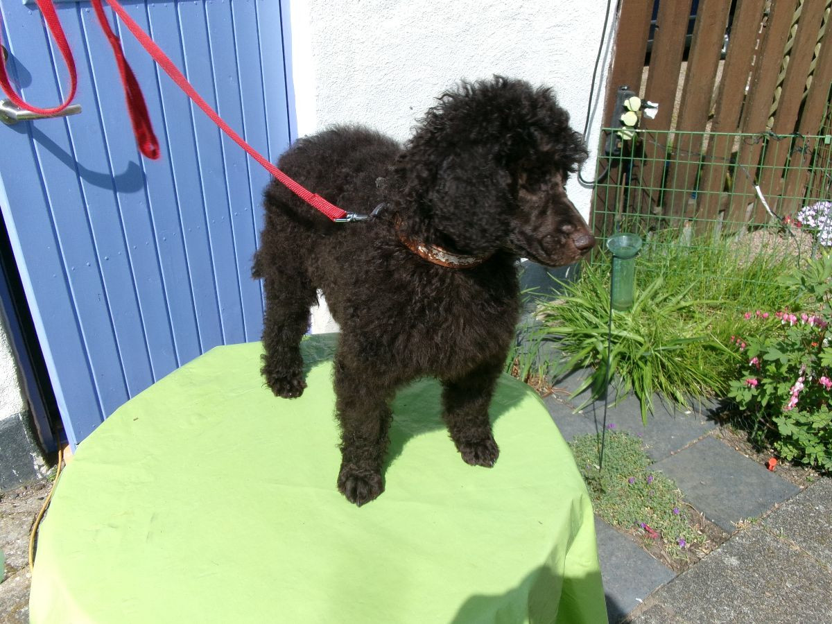 Vegeljung :s kennel