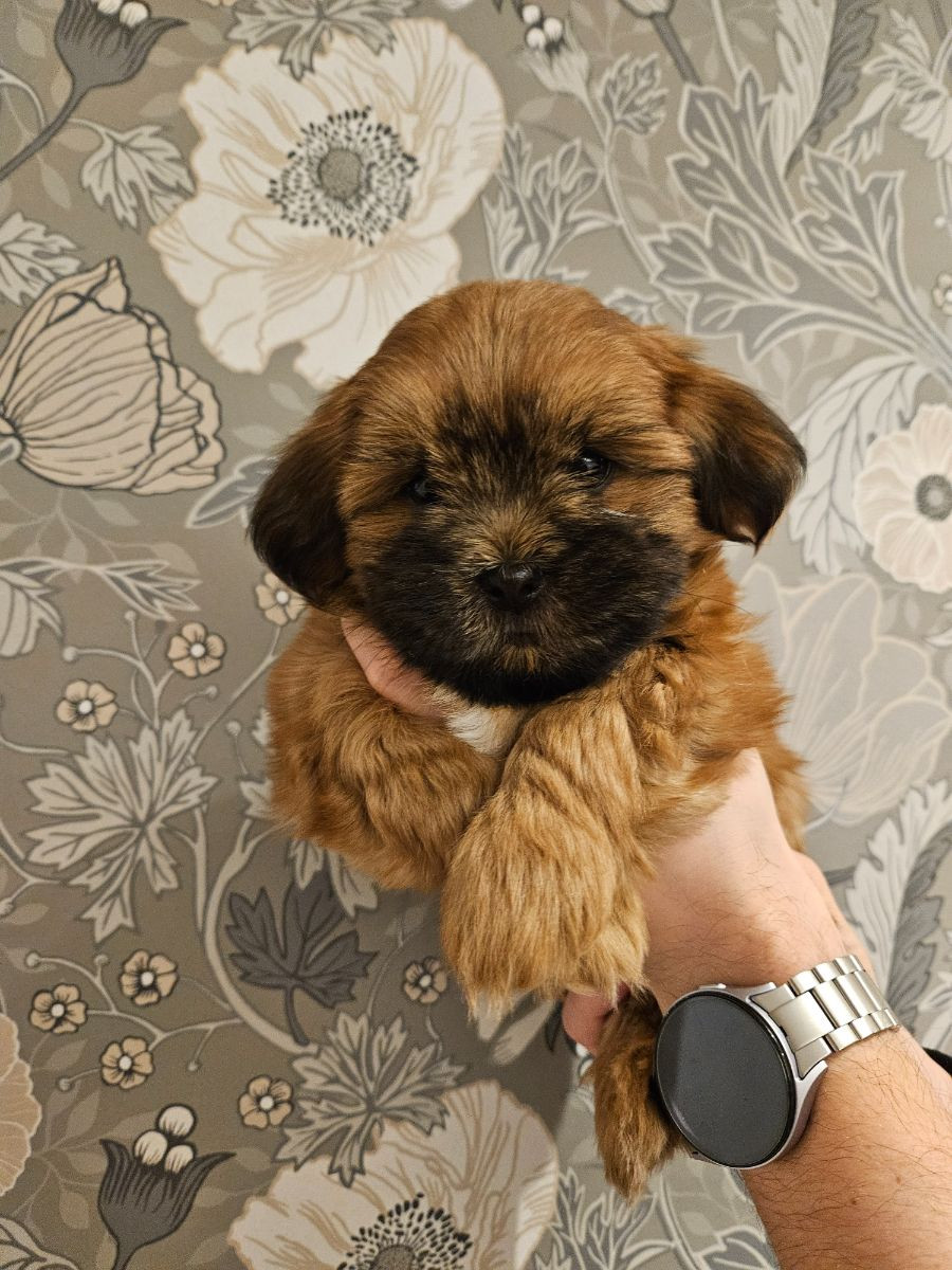 Lady tzu's