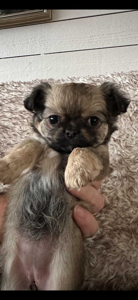 Mini chipette