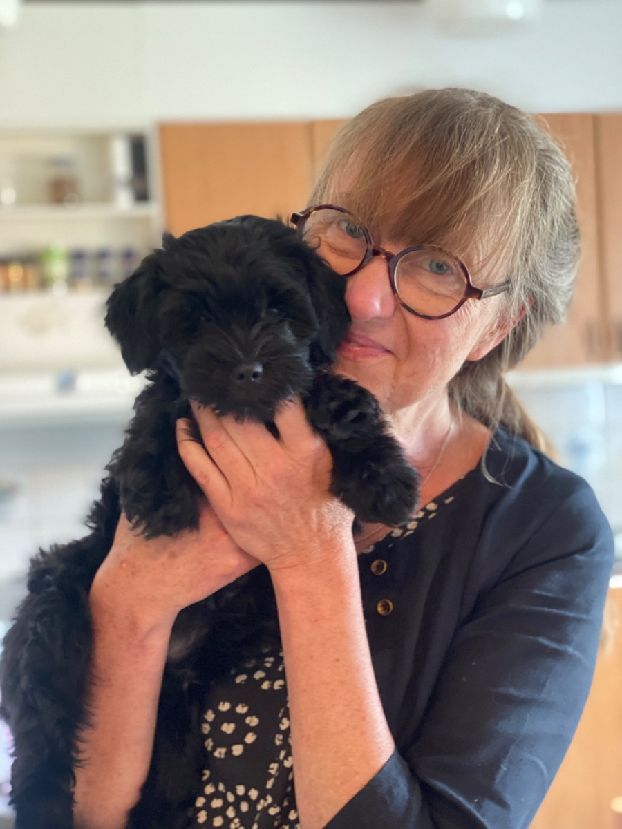 Tibetan Terrier