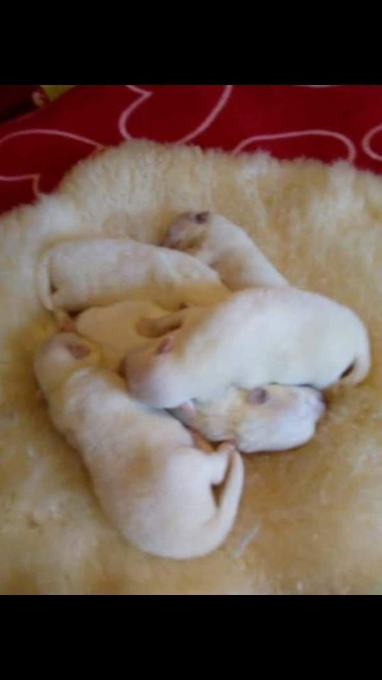Kennel Alegros