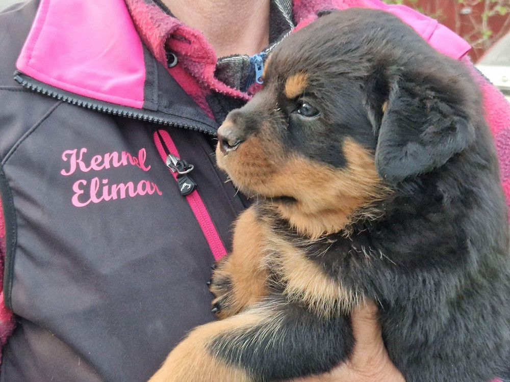 Rottweiler