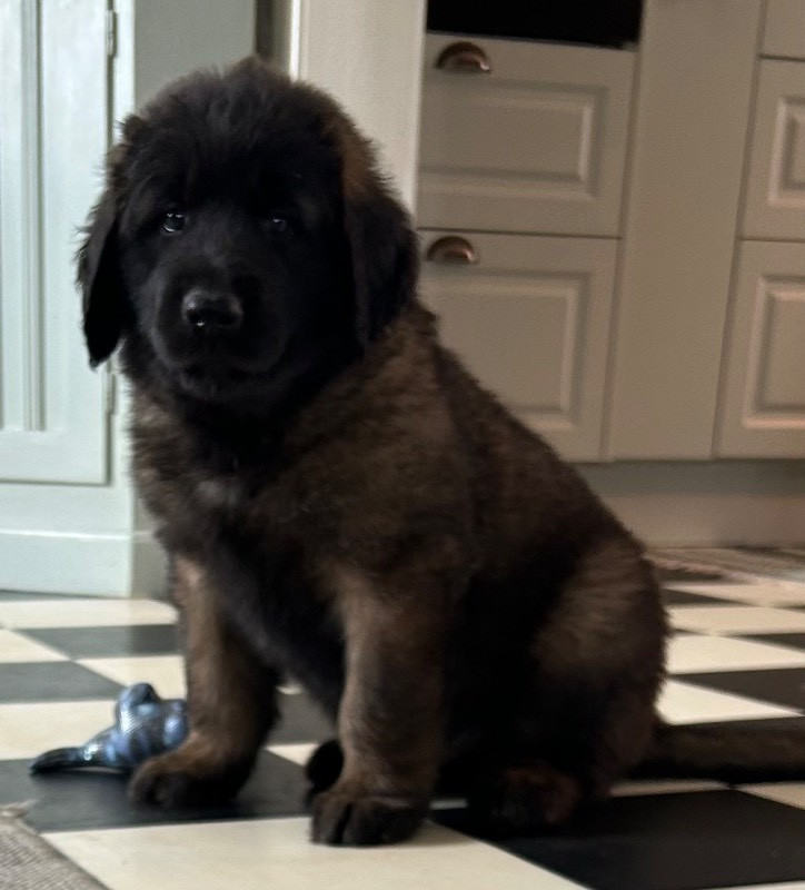 Leonberger