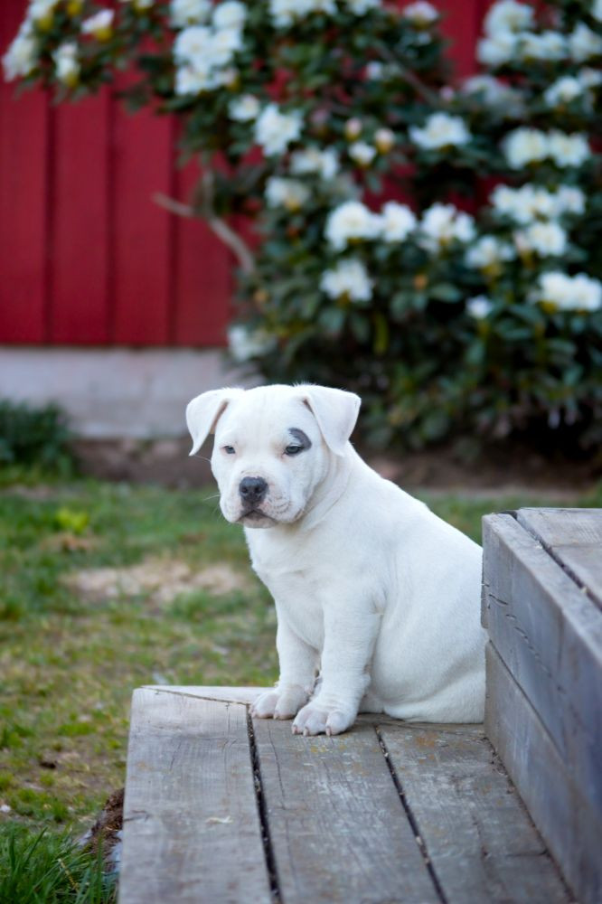 Redhouse Bully