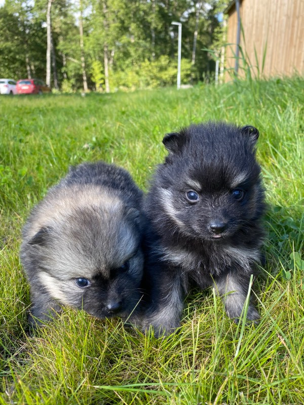 Piontassens kennel