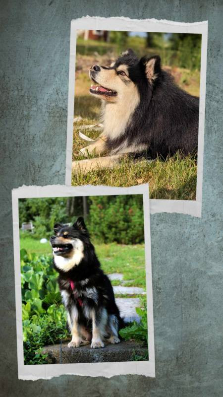 Finsk lapphund
