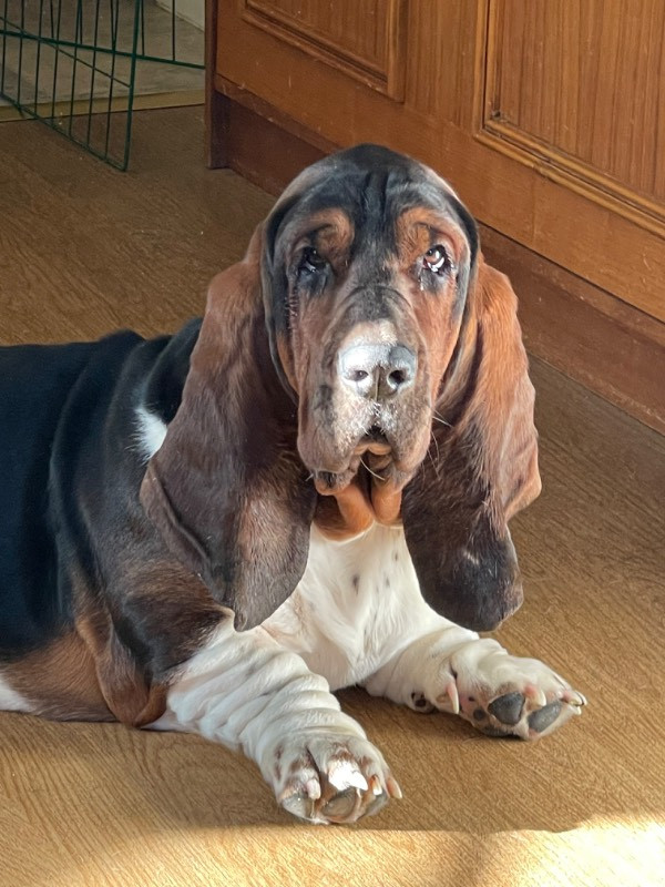 Basset hound
