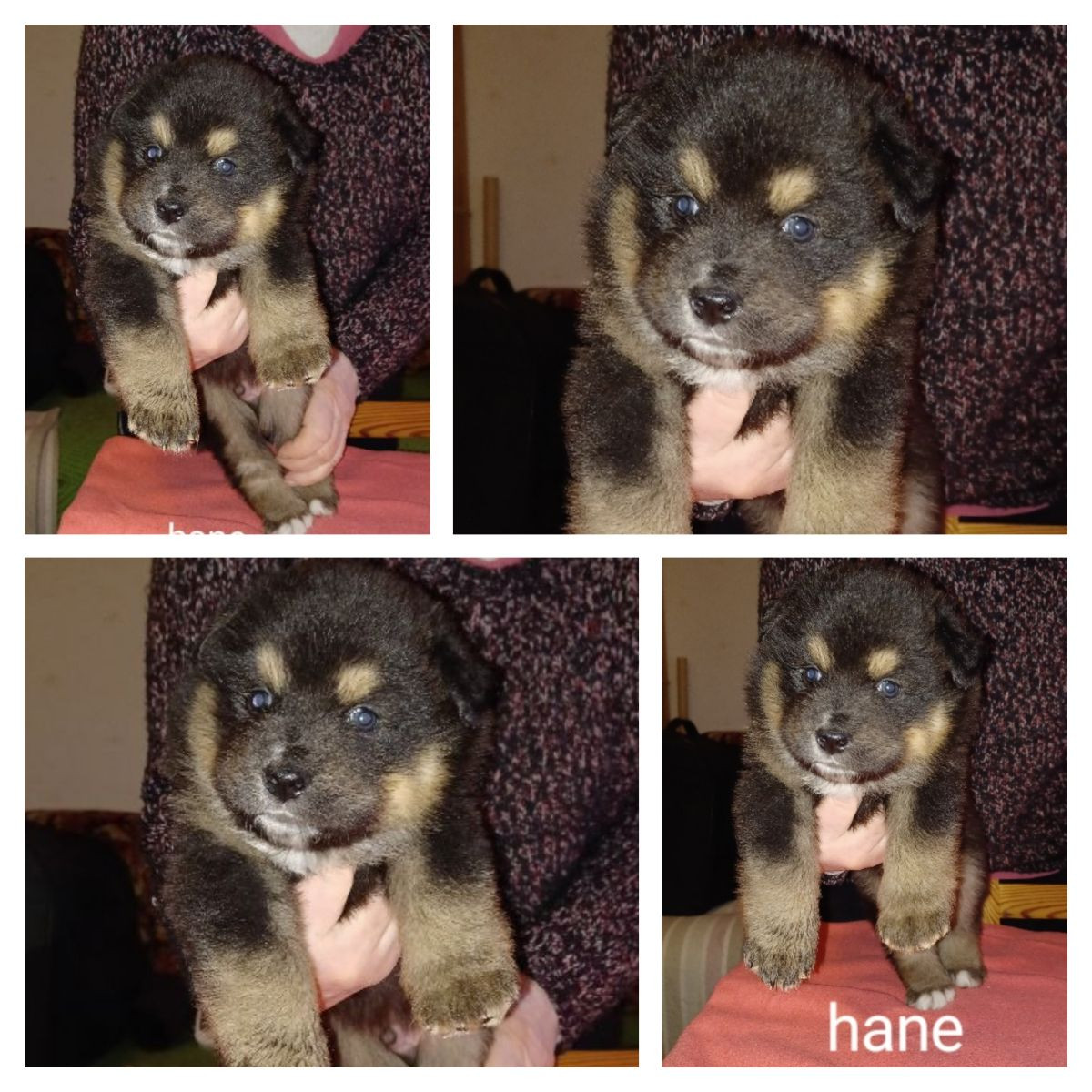 Finnish Lapphund