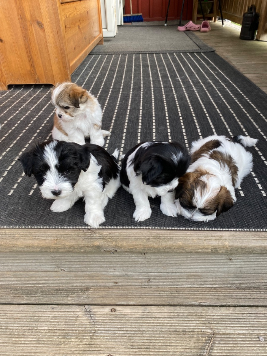 Havanese