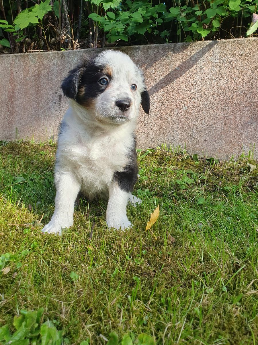 Canis