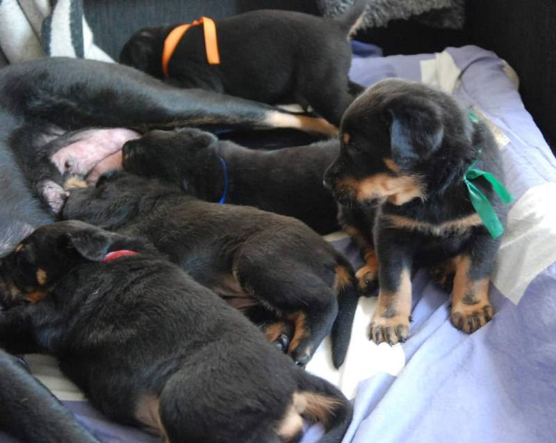 Asatrons kennel