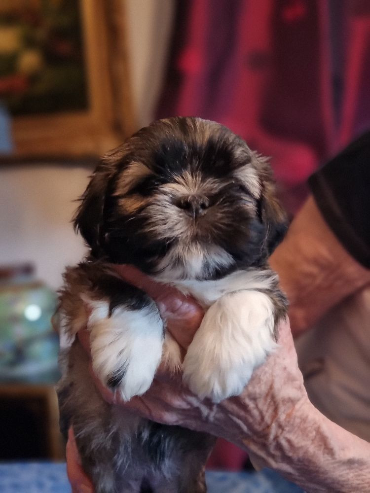 Lhasa Dreams